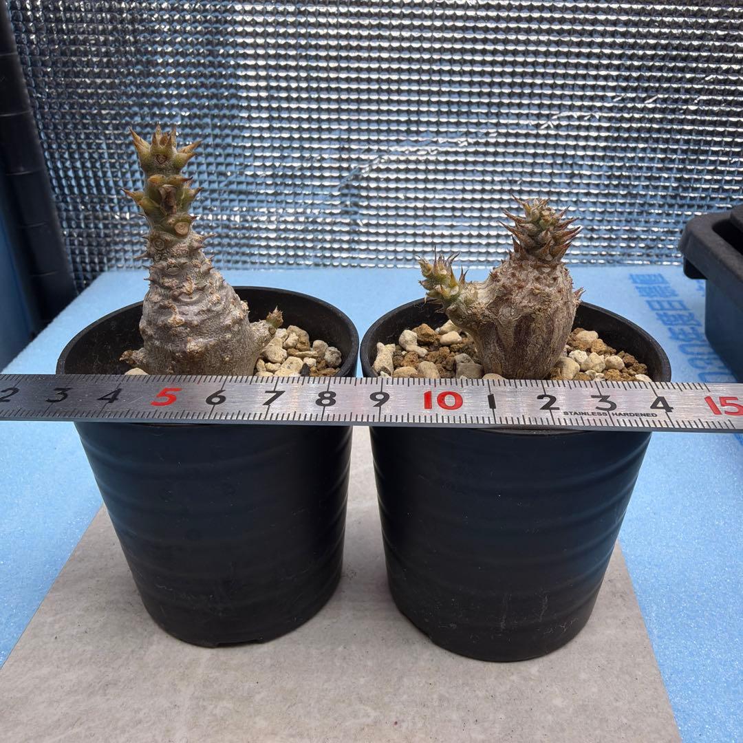 ウィンゾリー実生　国内播種