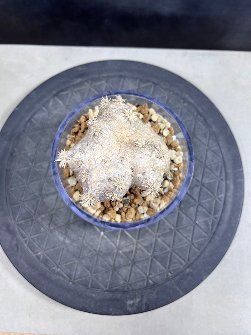 パキポディウム ブレビカウレB6 恵比寿笑