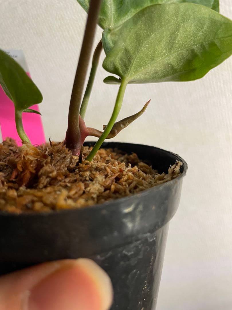 Anthurium Pink lemonade ULTRA✖️レッドクリスタリナム