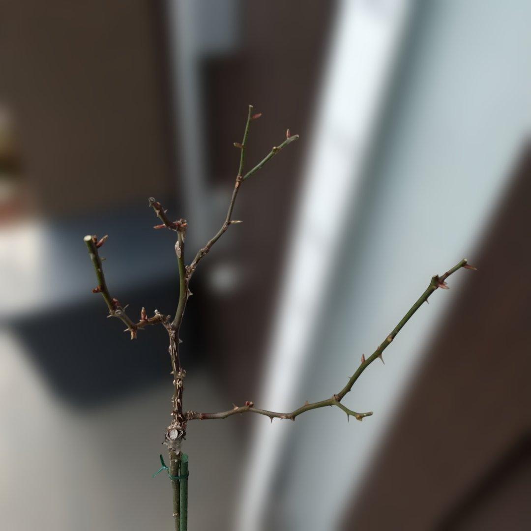 スタンダード仕立てバラ苗(フリージア四季咲)