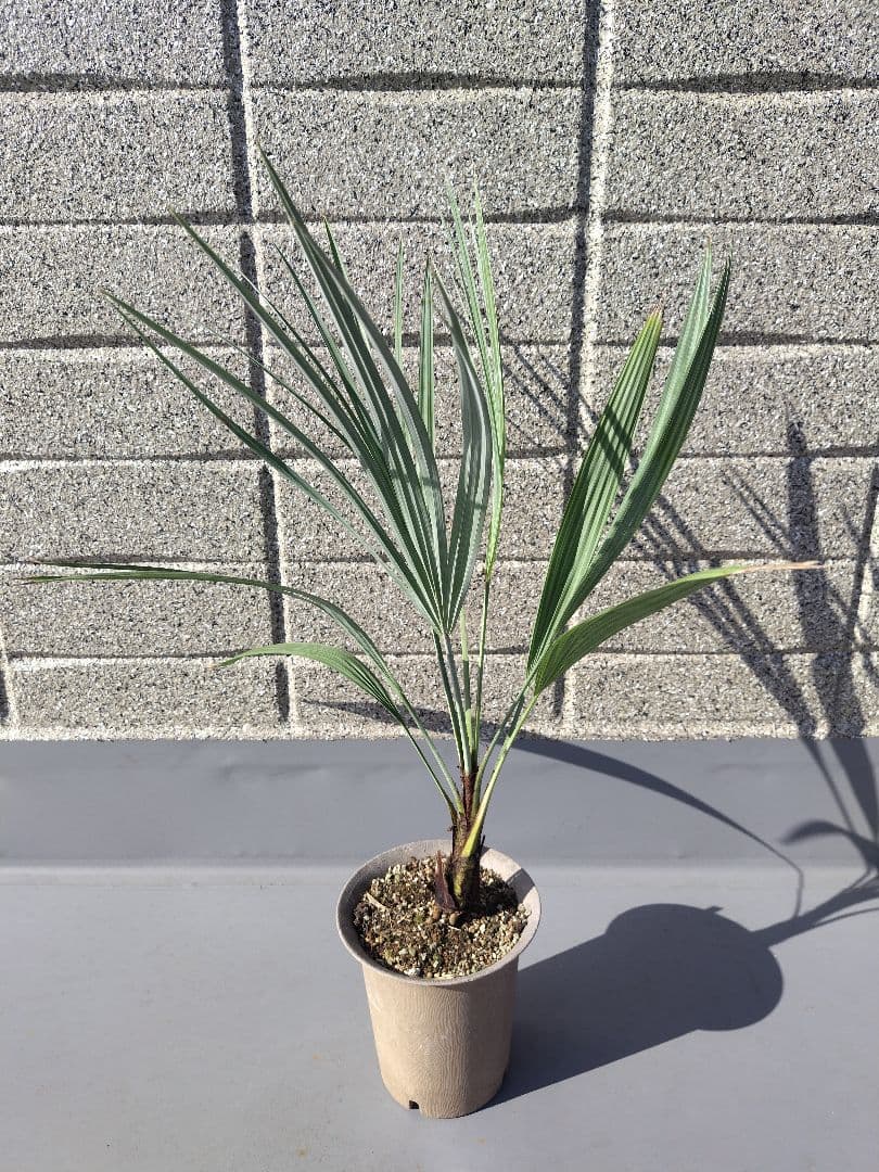 Brahea armata　トゲハクセンヤシ　ブラヘア アルマータ