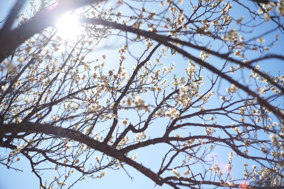 【中古・良品】KONICA HEXANON 52mm f1.8 ARマウント