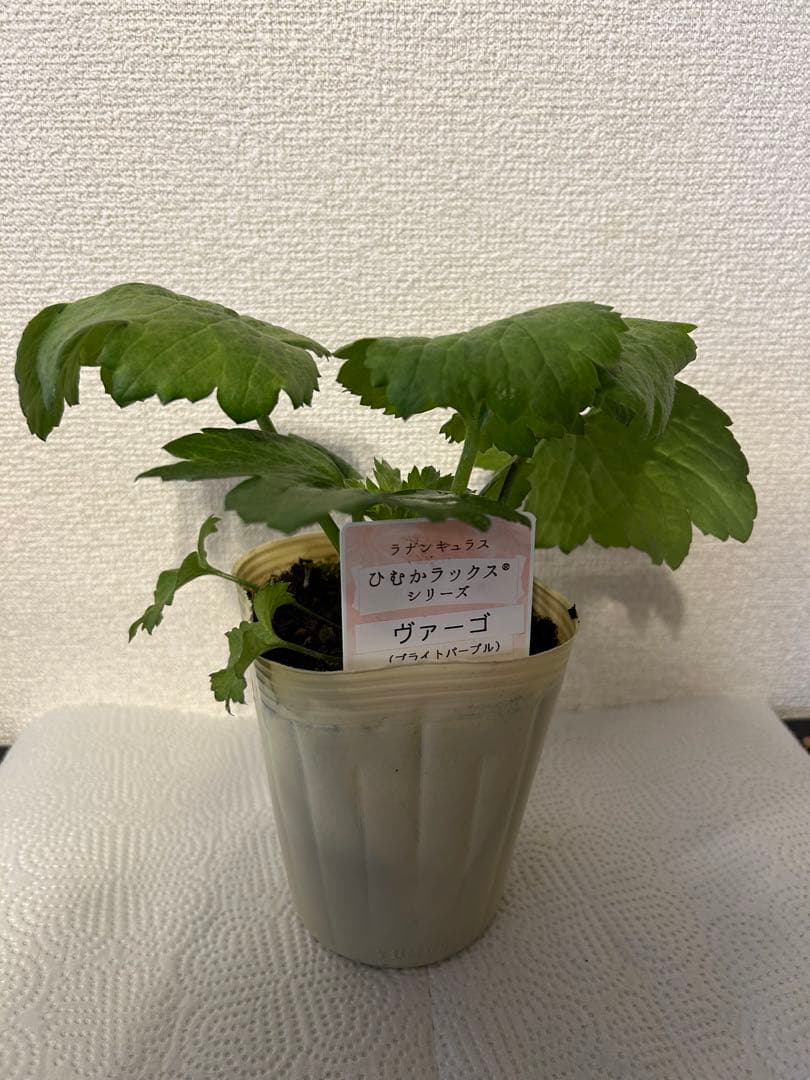 ラナンキュラスラックス苗、ブァーゴ(ブライト パープル)新品種、正規品、タグ付き
