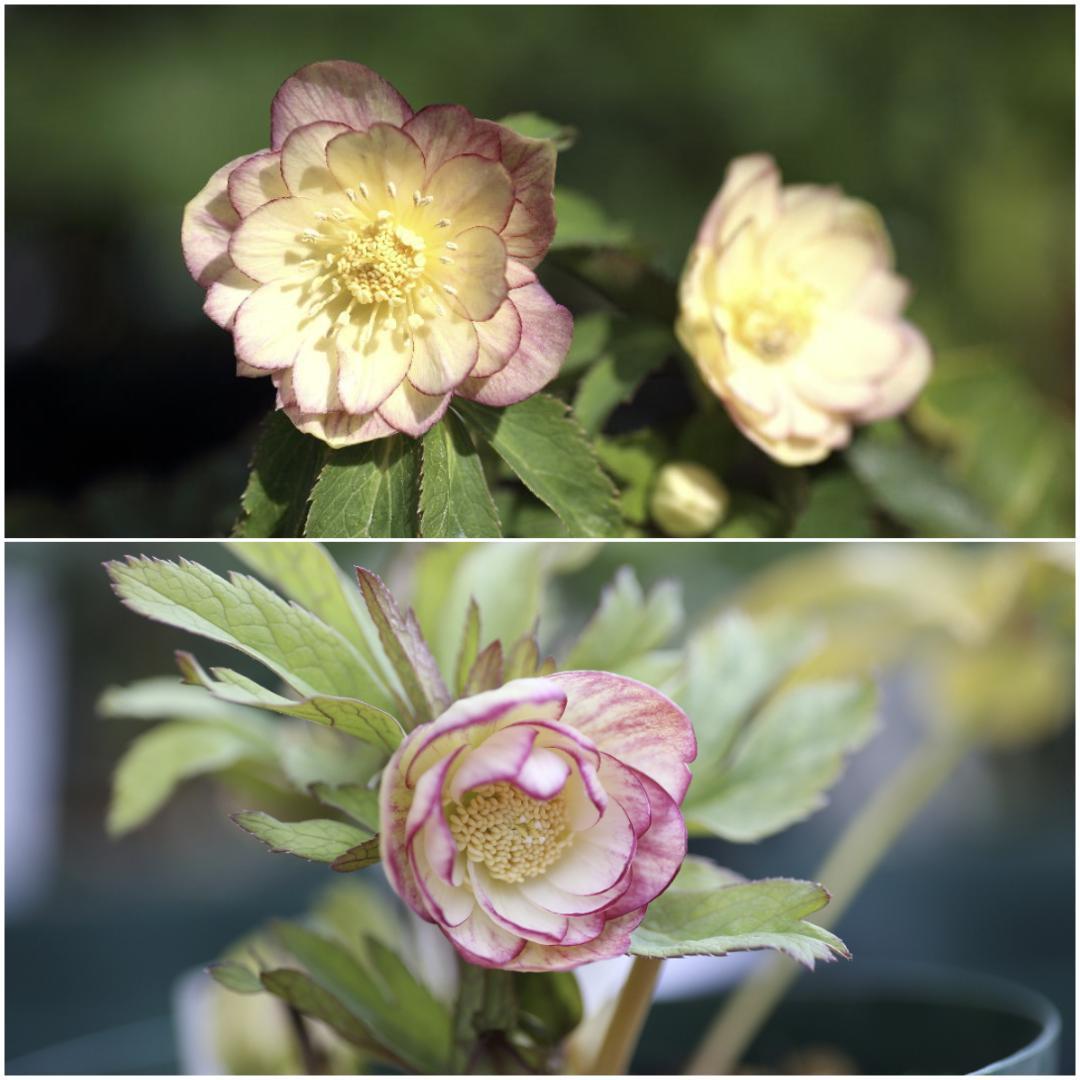 もり子「新春セール」クリスマスローズ セット