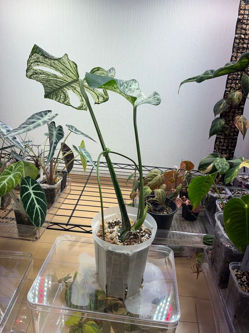 モンステラ デビルモンスター【その3】