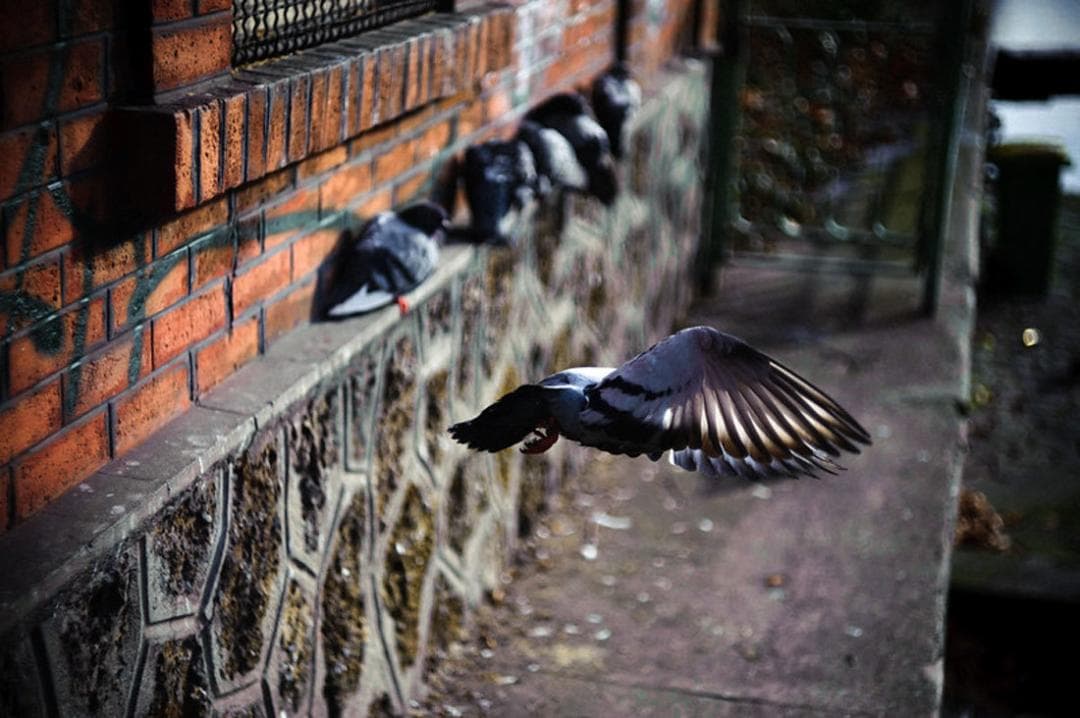 39 　美品　ぐるぐるボケレンズ　ヘリオス　44-2