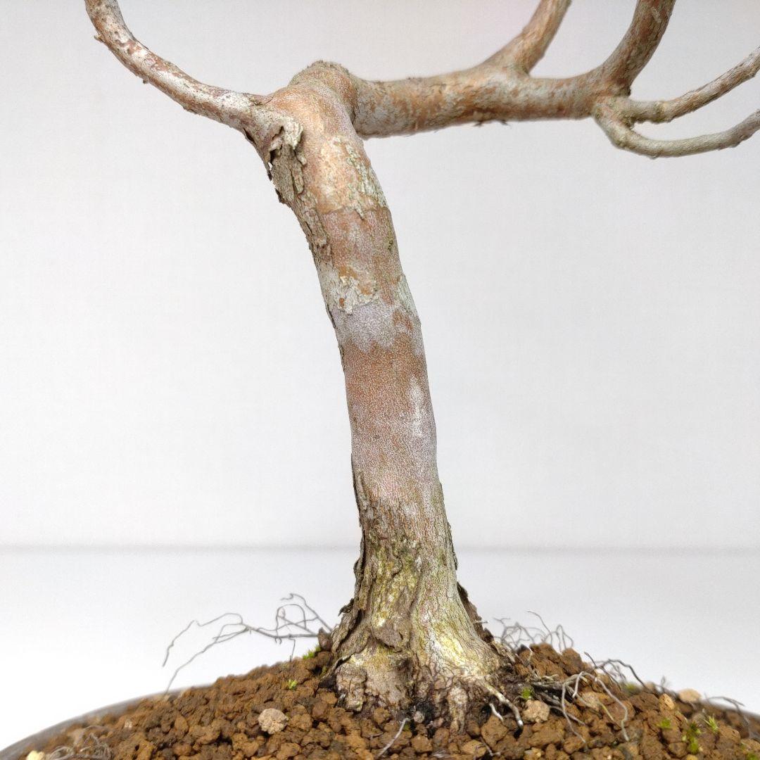 寒樹姫沙羅（ヒメシャラ）盆栽 SS023