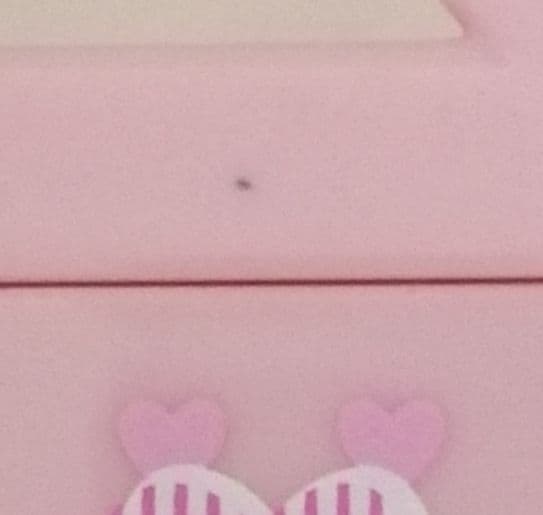 ウサハナチェスト　レトロ　レア