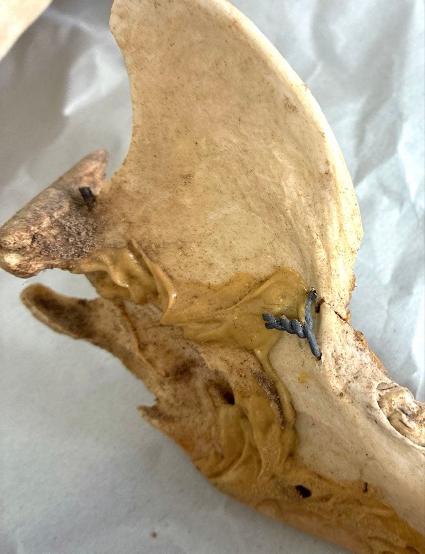 ツキノワグマ　頭骨　頭蓋骨　標本　置物