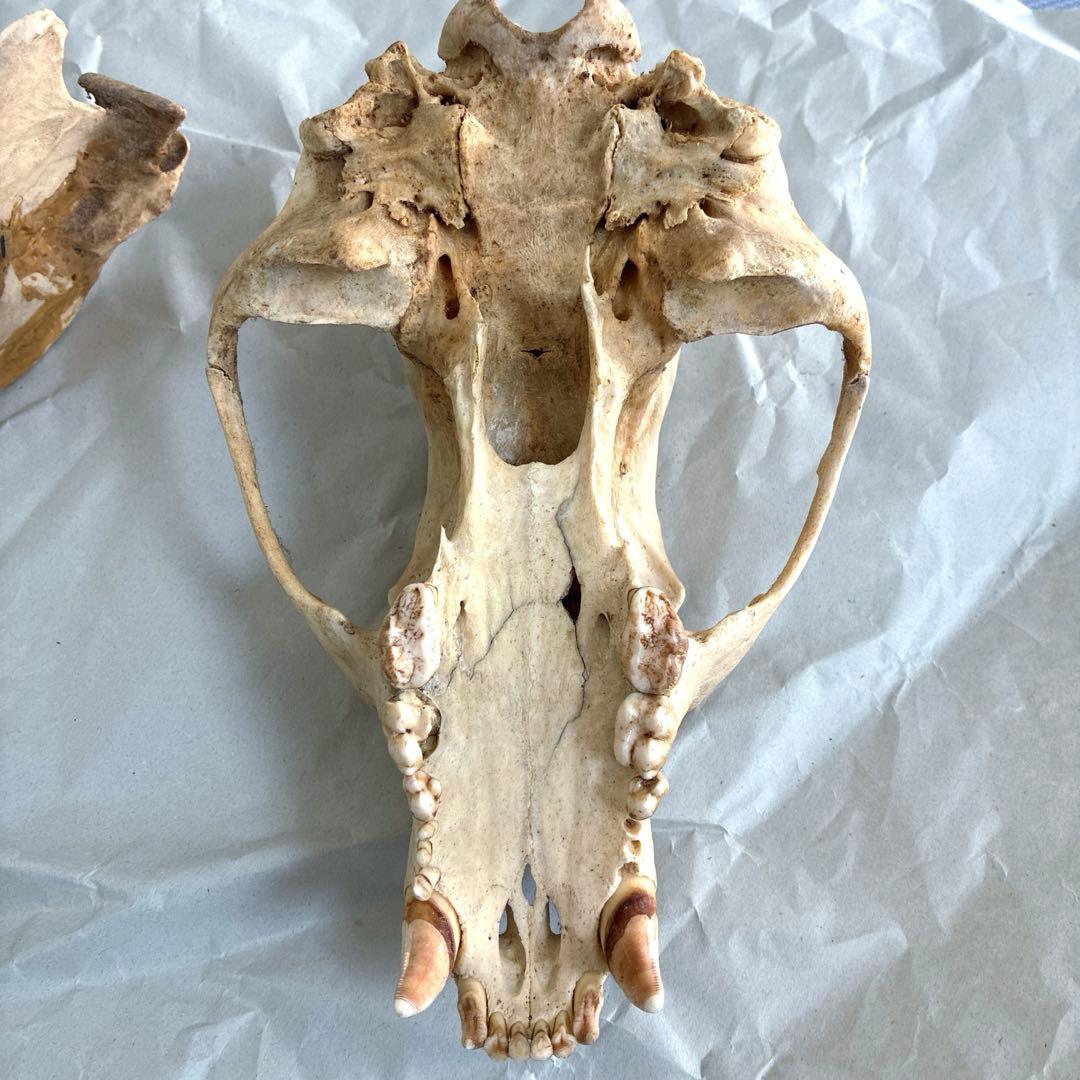 ツキノワグマ　頭骨　頭蓋骨　標本　置物