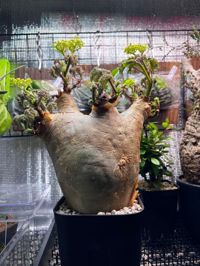 masa ひ　　キフォステンマ　ウター　鉢ごと発送