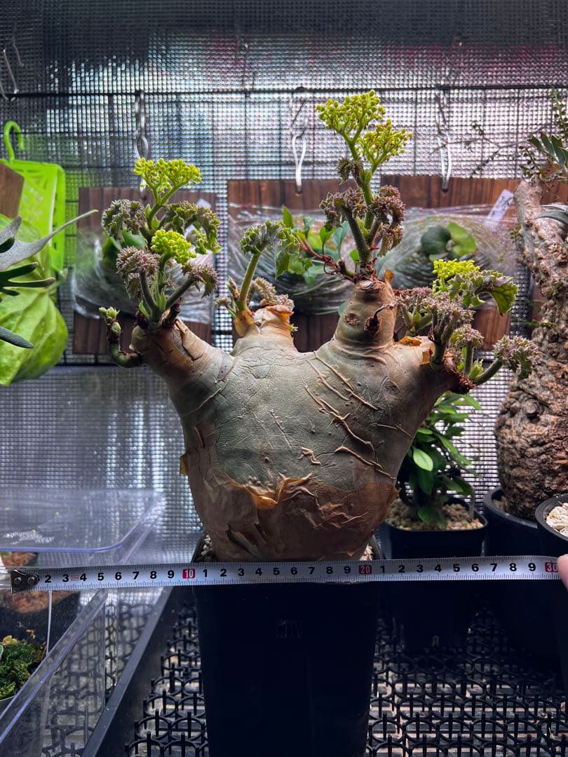 masa ひ　　キフォステンマ　ウター　鉢ごと発送