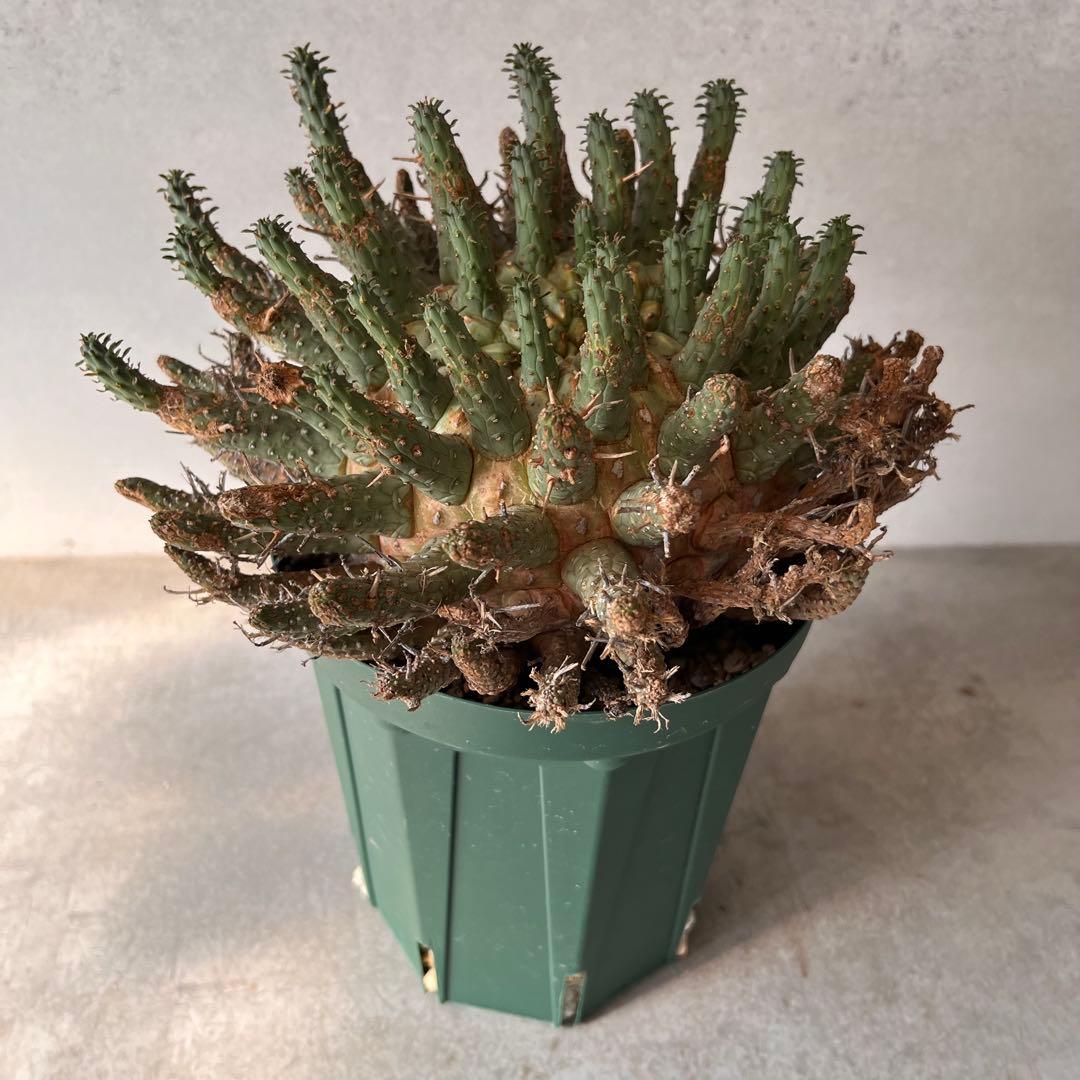 【大株】　ユーフォルビア　フスカ　Euphorbia fusca 発根済み