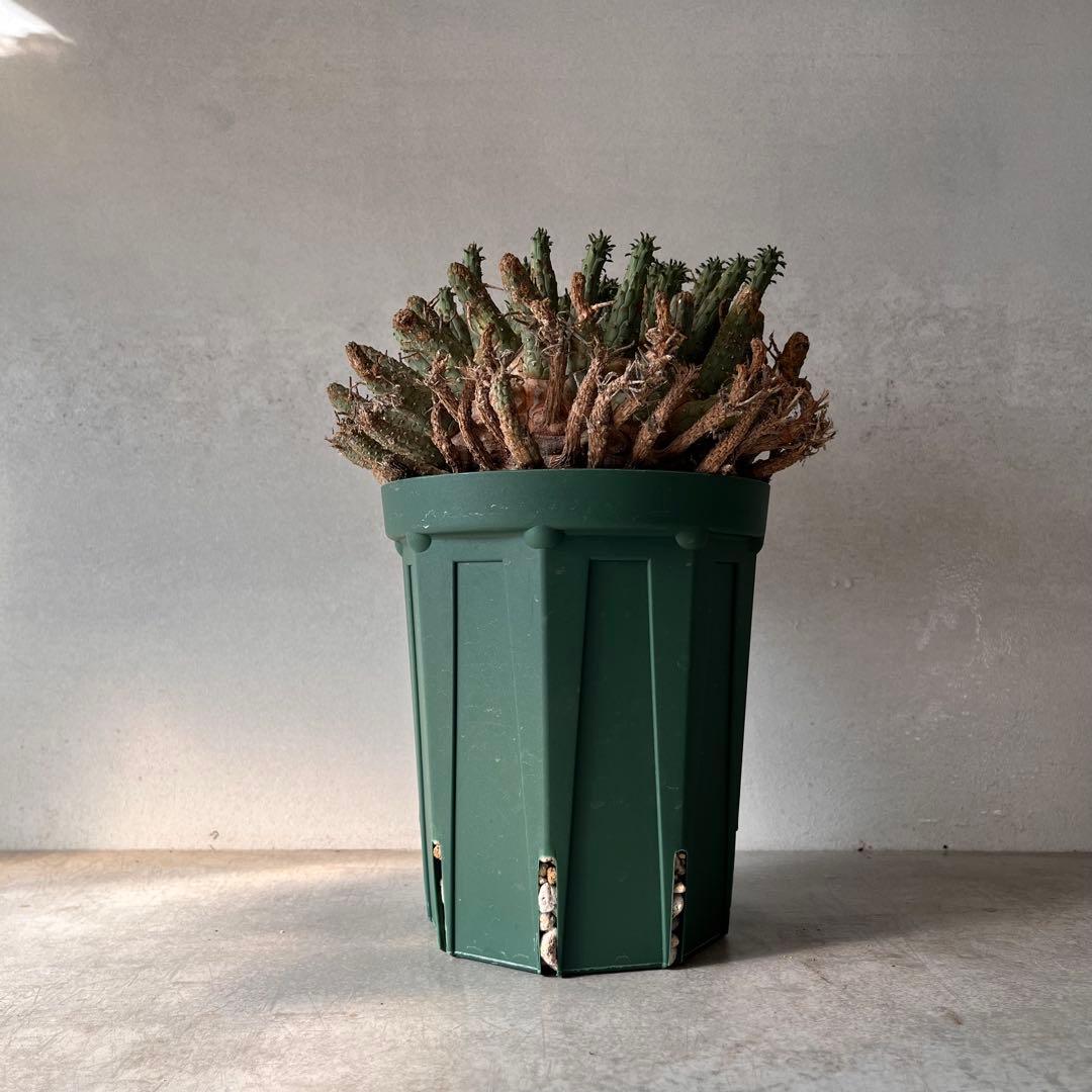 【大株】　ユーフォルビア　フスカ　Euphorbia fusca 発根済み