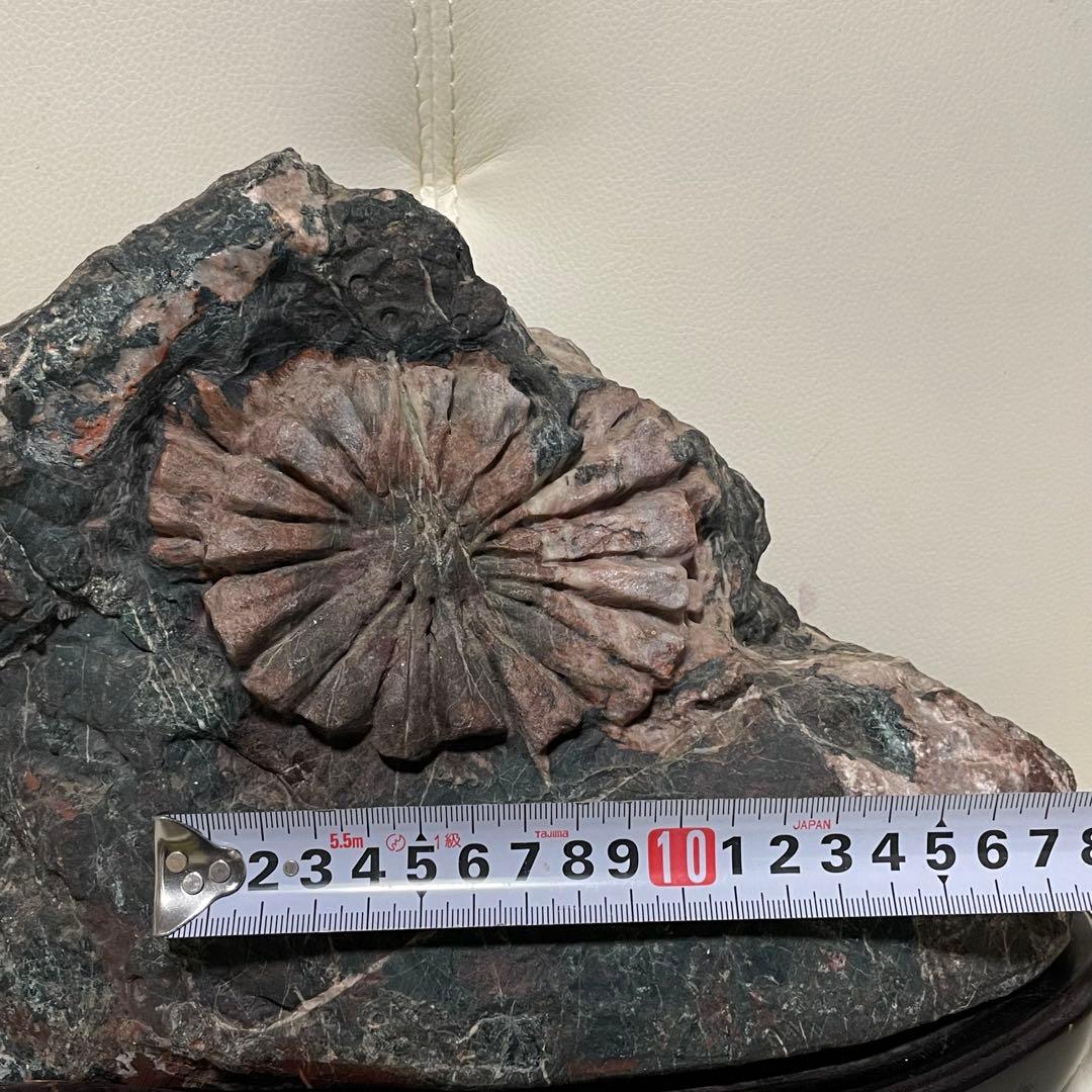 希少 天然 菊花石 観賞石 盆石 水石 木製台座付き 置物 インテリア 特大大型