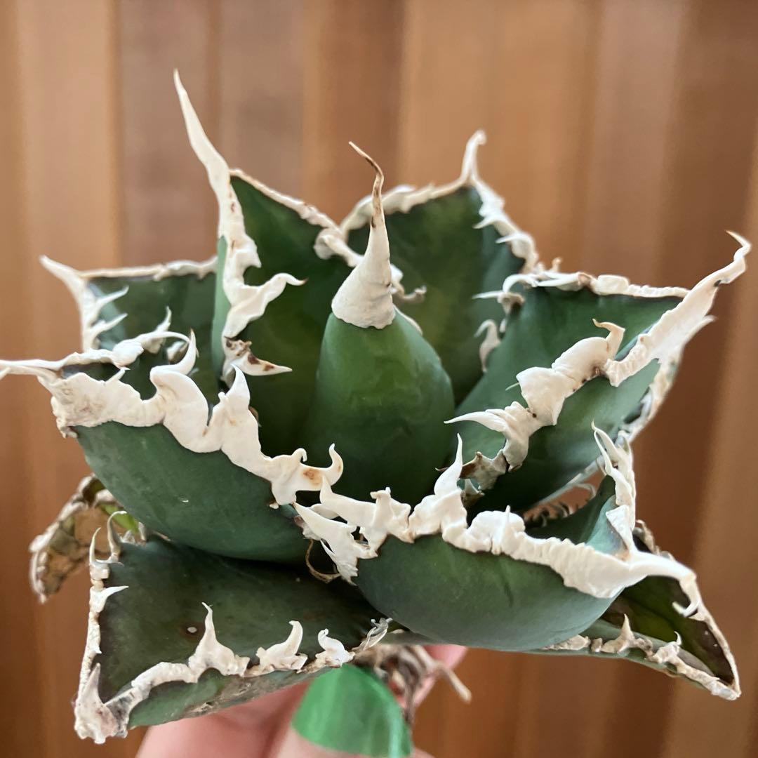 【初売りセット⑧】92 選抜2株　アガベ　白豪刺　狼人　白棘対決　TC【速達】