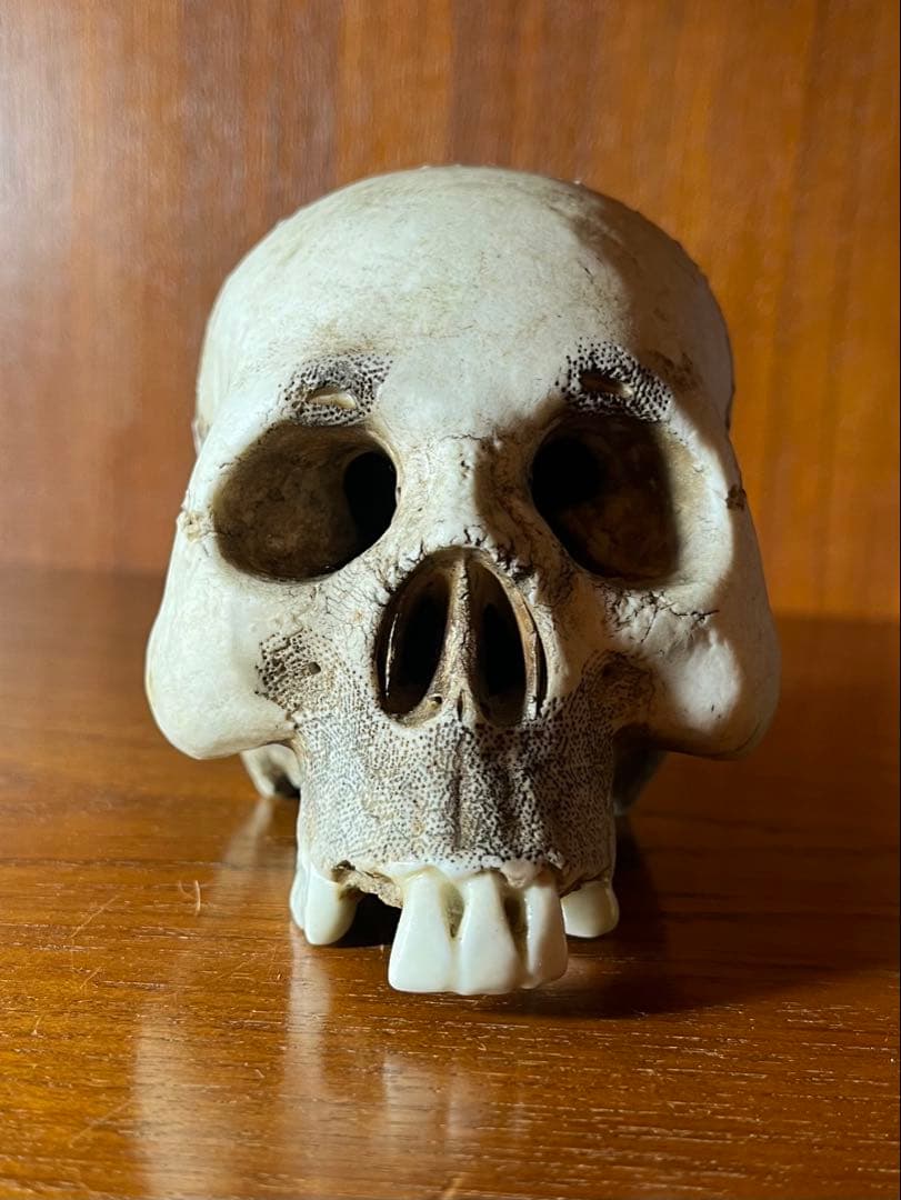 髑髏　骸骨　スカル　野晒し　陶器　昭和　骨董　アンティーク　ビンテージ　中