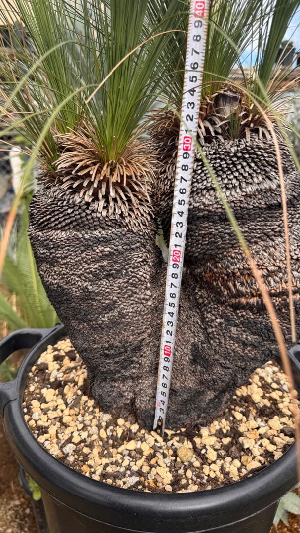 Xanthorrhoea ブラックボーイ クサントロエア ジョンソニー オージー