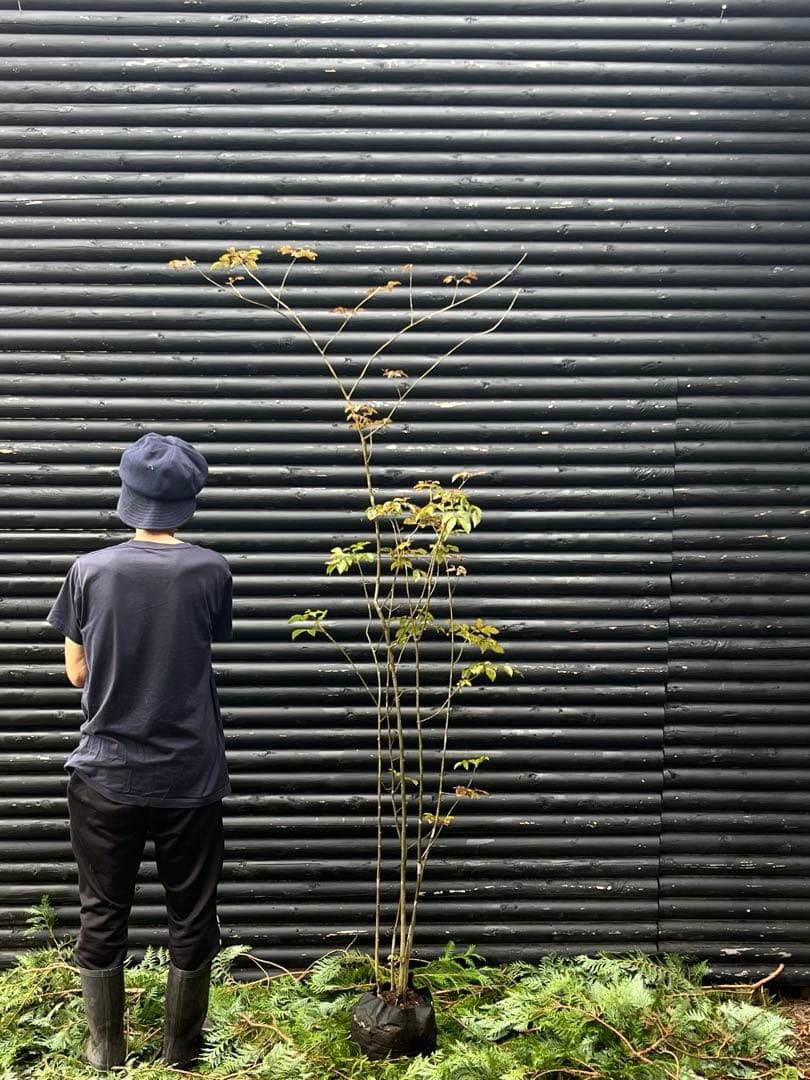 山採り天然　アオダモ　5本株立ち　82