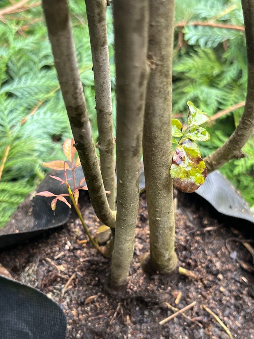 山採り天然　アオダモ　5本株立ち　82