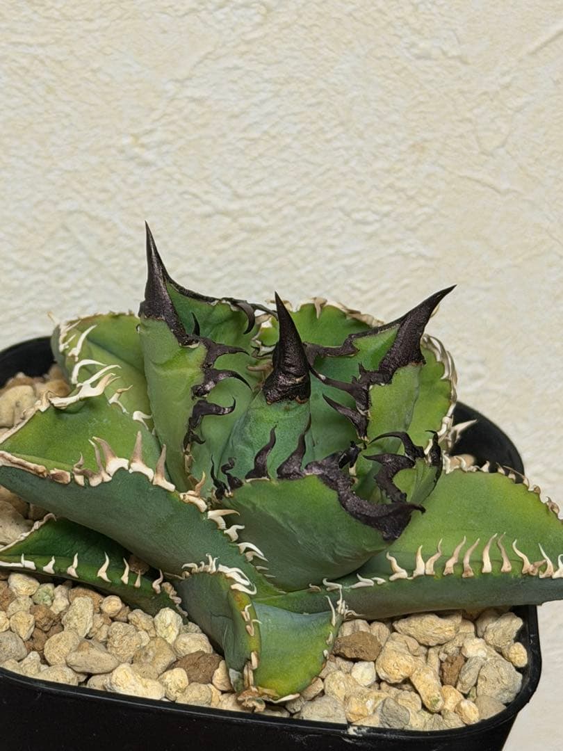 アガベチタノタ　選抜実生SSS株/ホオジロザメ、白豪刺、ivoryWA、オアハカ