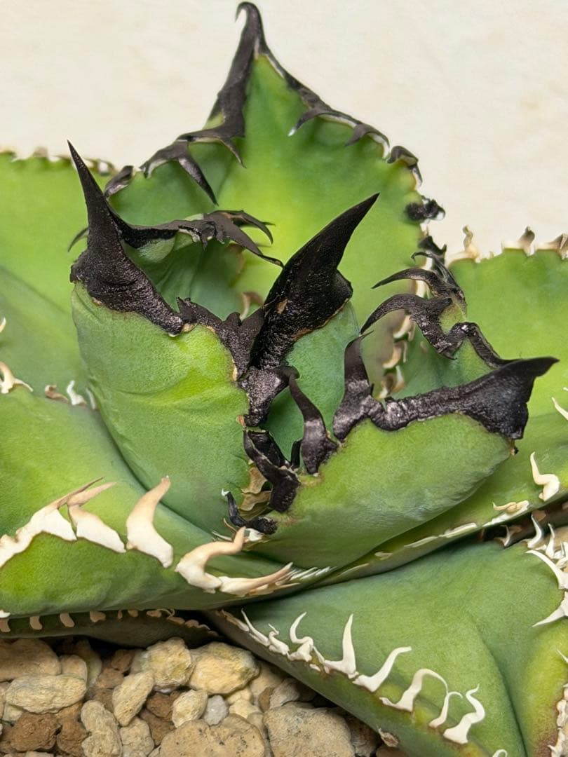 アガベチタノタ　選抜実生SSS株/ホオジロザメ、白豪刺、ivoryWA、オアハカ