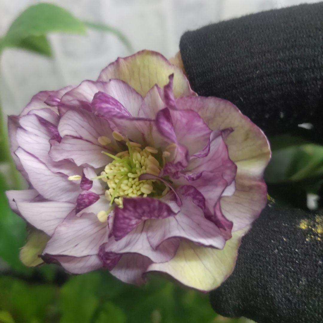 ７日入荷⭐️クリスマスローズダブル咲き⭐️８鉢セット