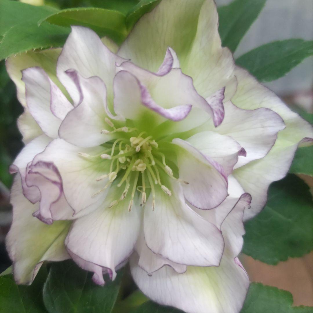 ７日入荷⭐️クリスマスローズダブル咲き⭐️８鉢セット