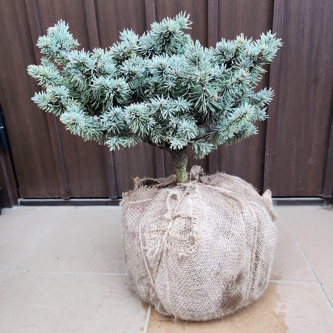 プンゲンストウヒ　グラウカグロボーサ　根巻き　苗木　レア品種