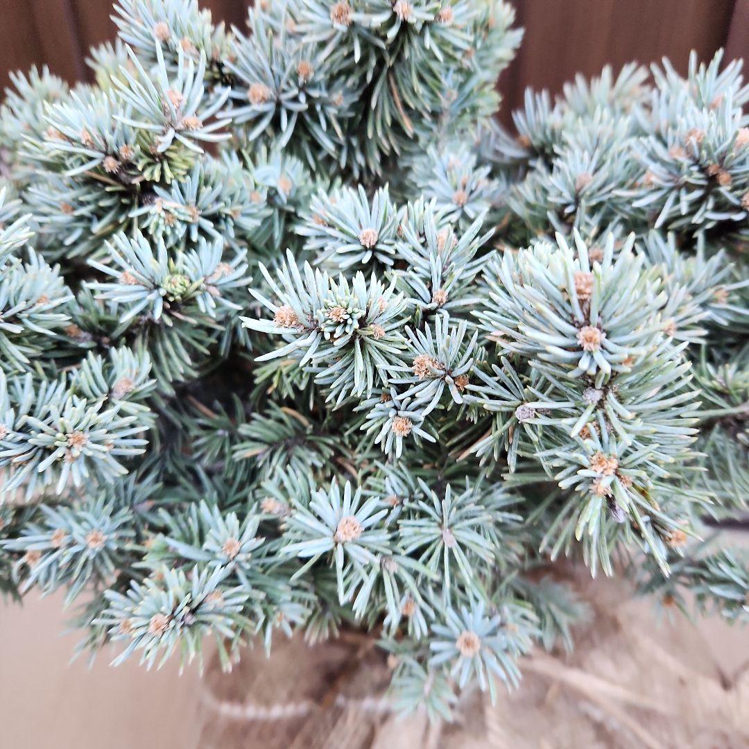 プンゲンストウヒ　グラウカグロボーサ　根巻き　苗木　レア品種