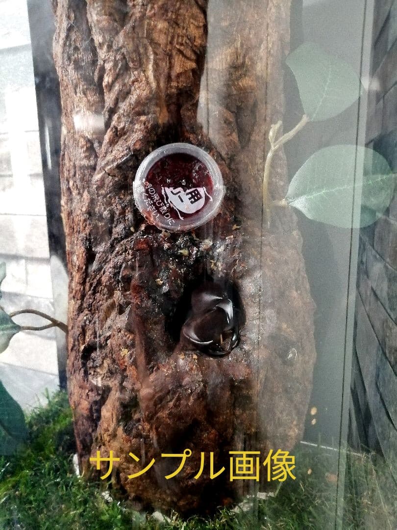 新リアルタイプ！オオクワ　壁掛け　飼育　テラリウム　2022 クワガタ