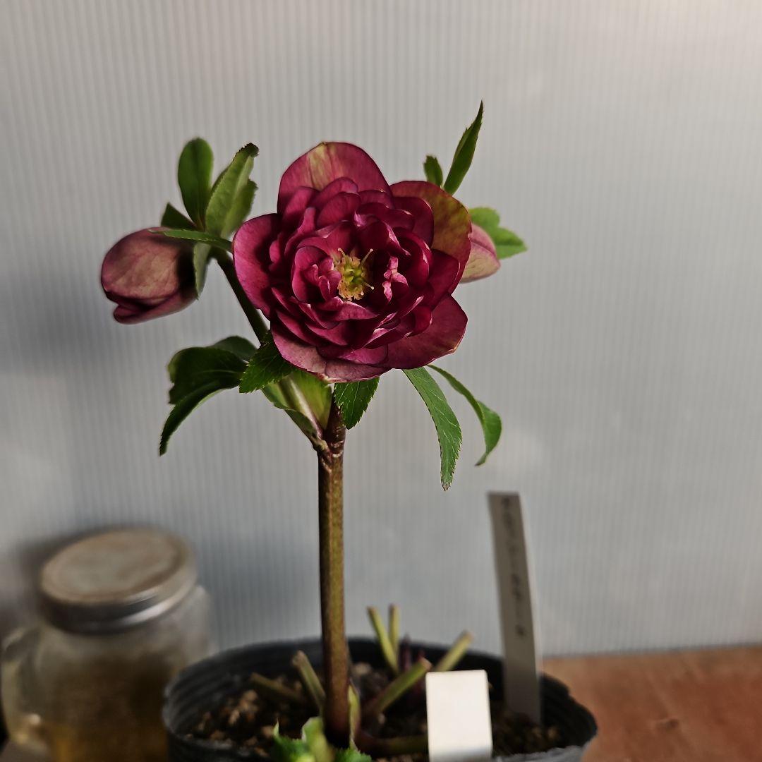 ✿㉖-91クリスマスローズ