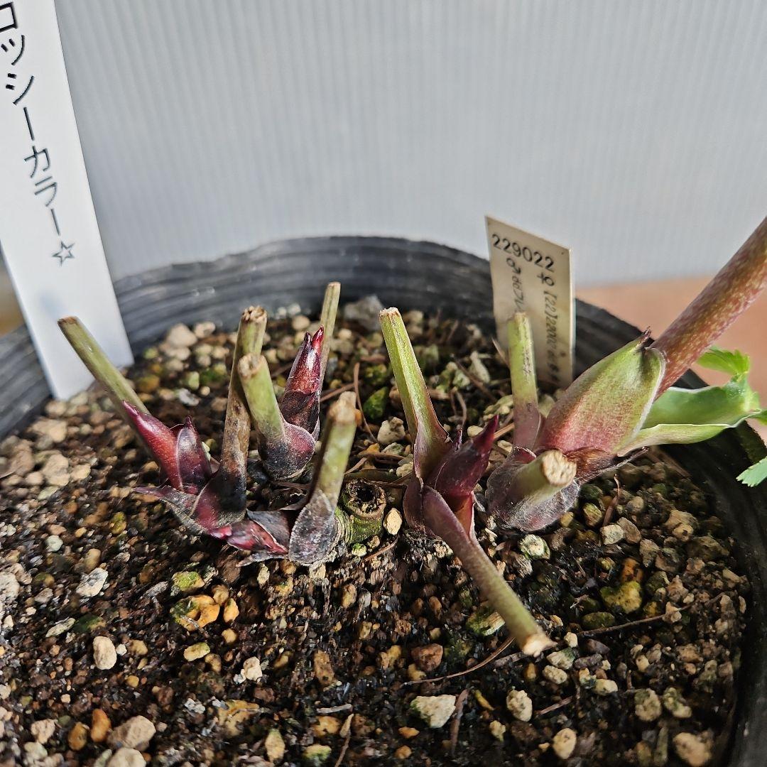 ✿㉖-91クリスマスローズ