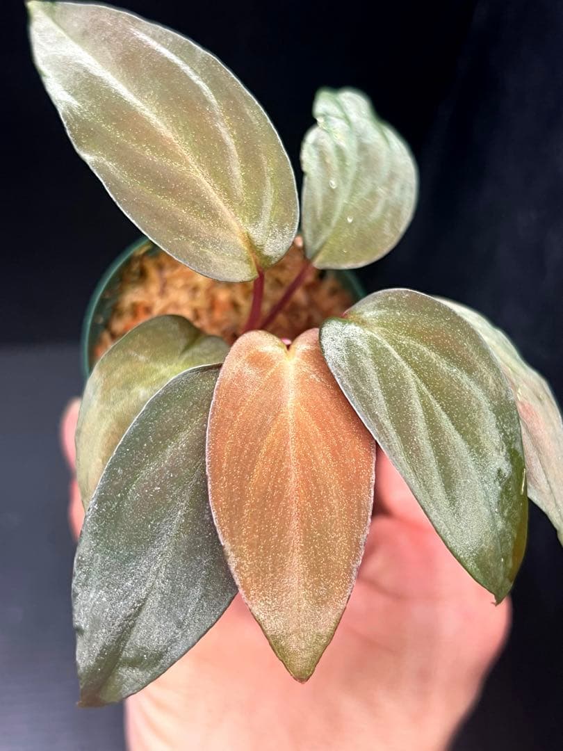 Homalomena sp. \"夕霧\" ホマロメナ/熱帯植物