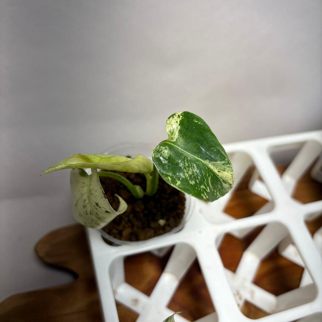 た*ま様 5株セットMS17【特別選抜】ホワイトモンスター／天津蘭 モンステラ斑