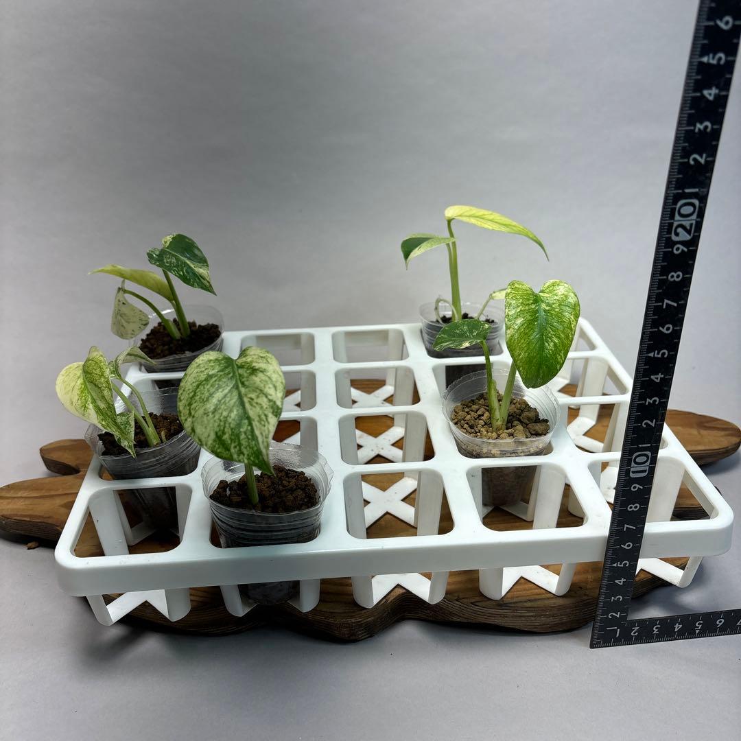 た*ま様 5株セットMS17【特別選抜】ホワイトモンスター／天津蘭 モンステラ斑