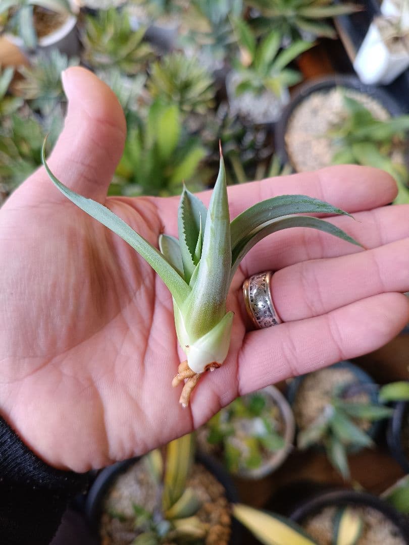 アガベ　オバティフォリア　ハイブリッド　中斑　斑入り　パリー　パラサナ