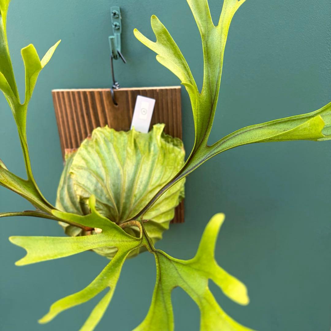 た*だ様 ビカクシダ・リドレイ　シンフォーム　細葉　板付け③