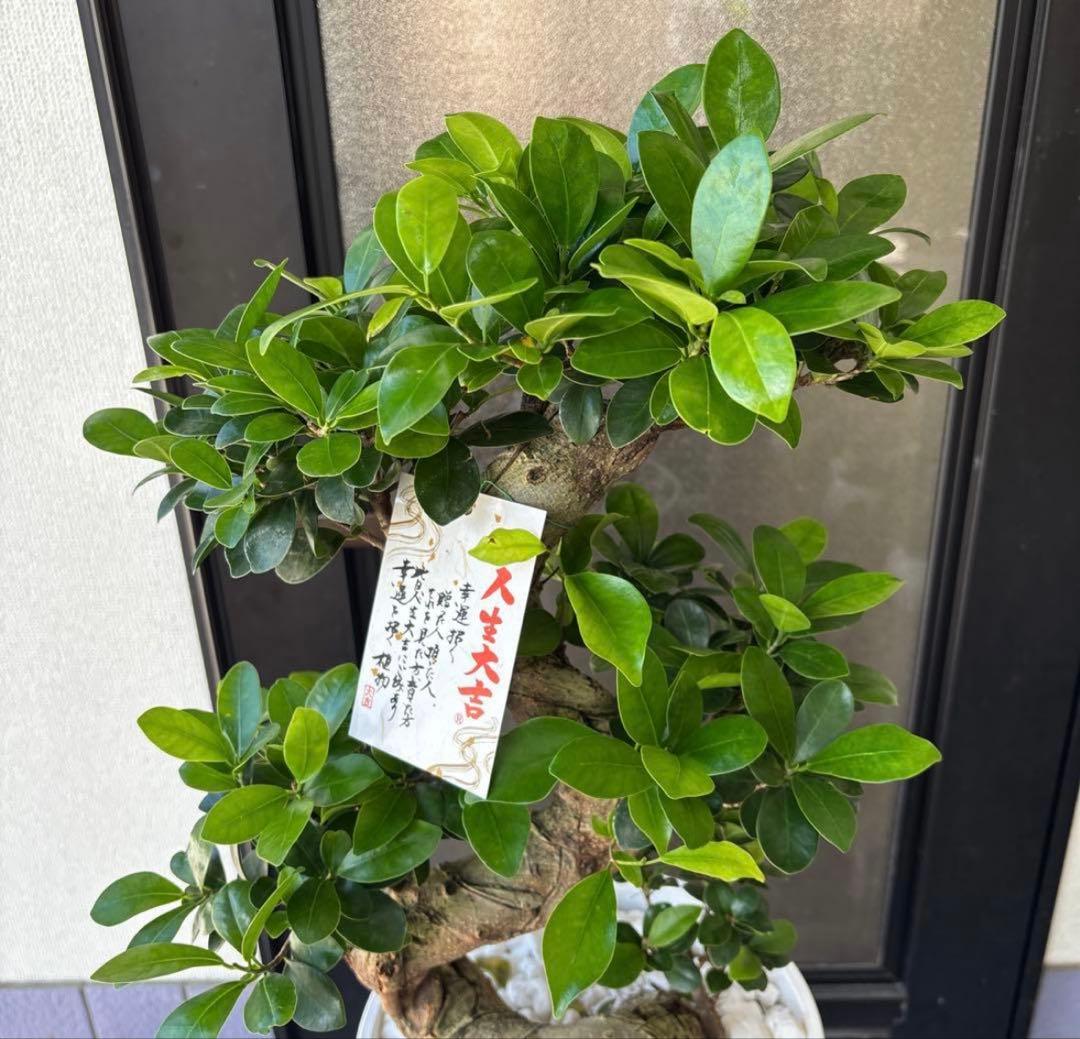 厳選株　ガジュマル　盆栽仕立て　昇り龍　曲がり　受け皿付き　８号鉢