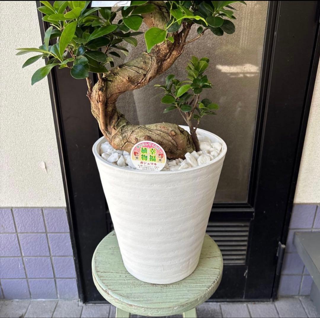 厳選株　ガジュマル　盆栽仕立て　昇り龍　曲がり　受け皿付き　８号鉢