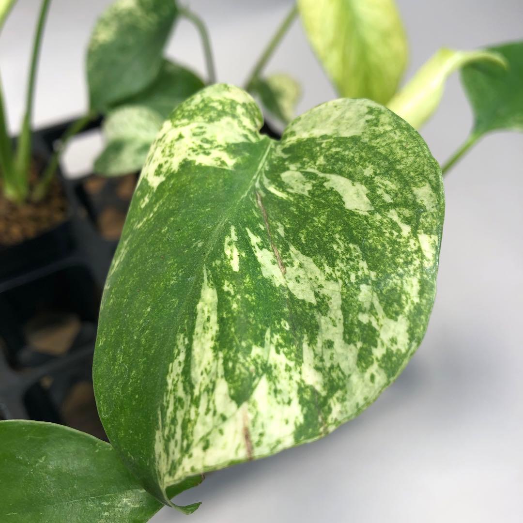 ち*え様 MS109 白怪兽 ホワイトモンスター 天津蘭 モンステラ斑入り　デリ