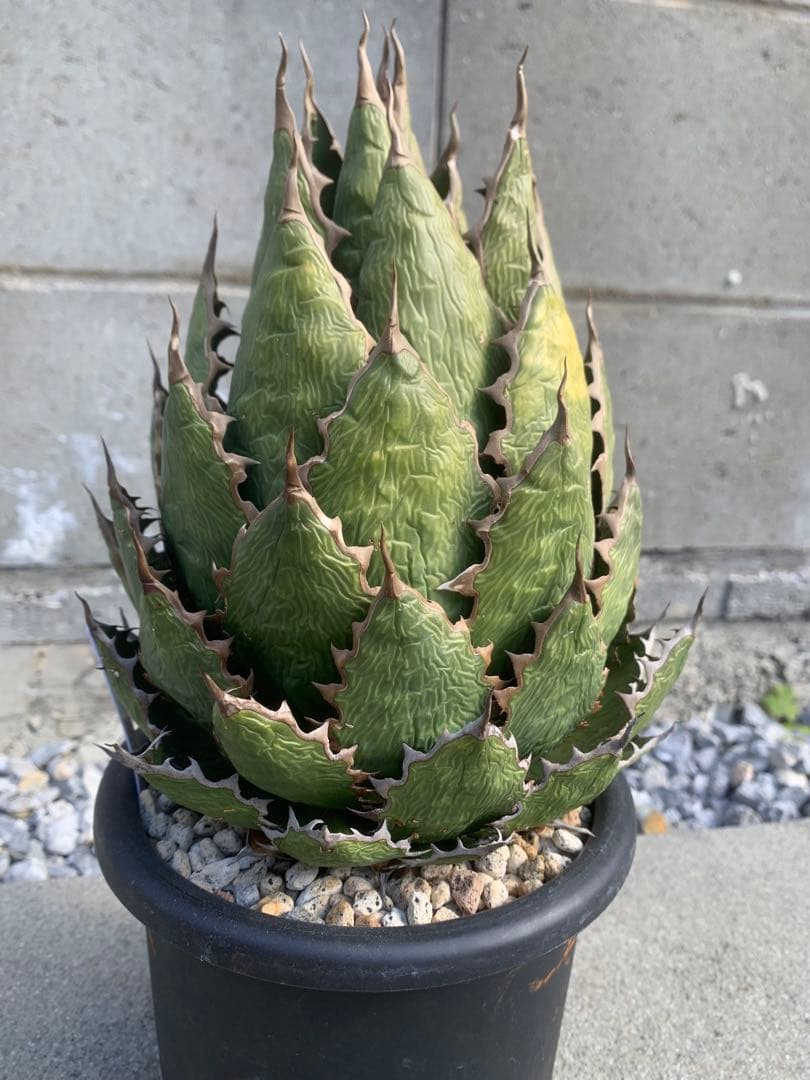 アガベ ホリダ　大株　国産実生　特選　ロックガーデン　チタノタ　オアハカ　USA