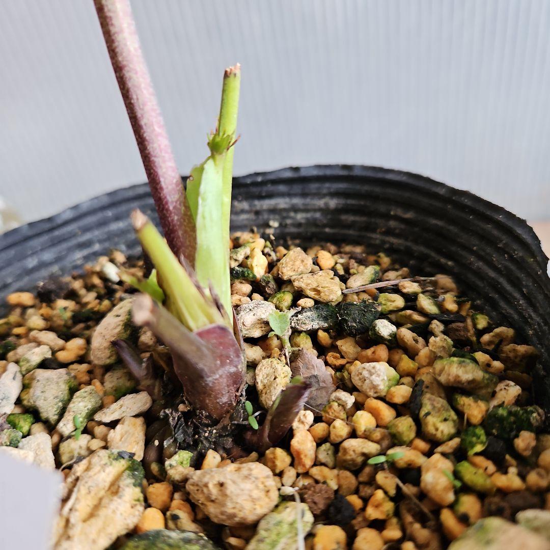 ㉖-484クリスマスローズ