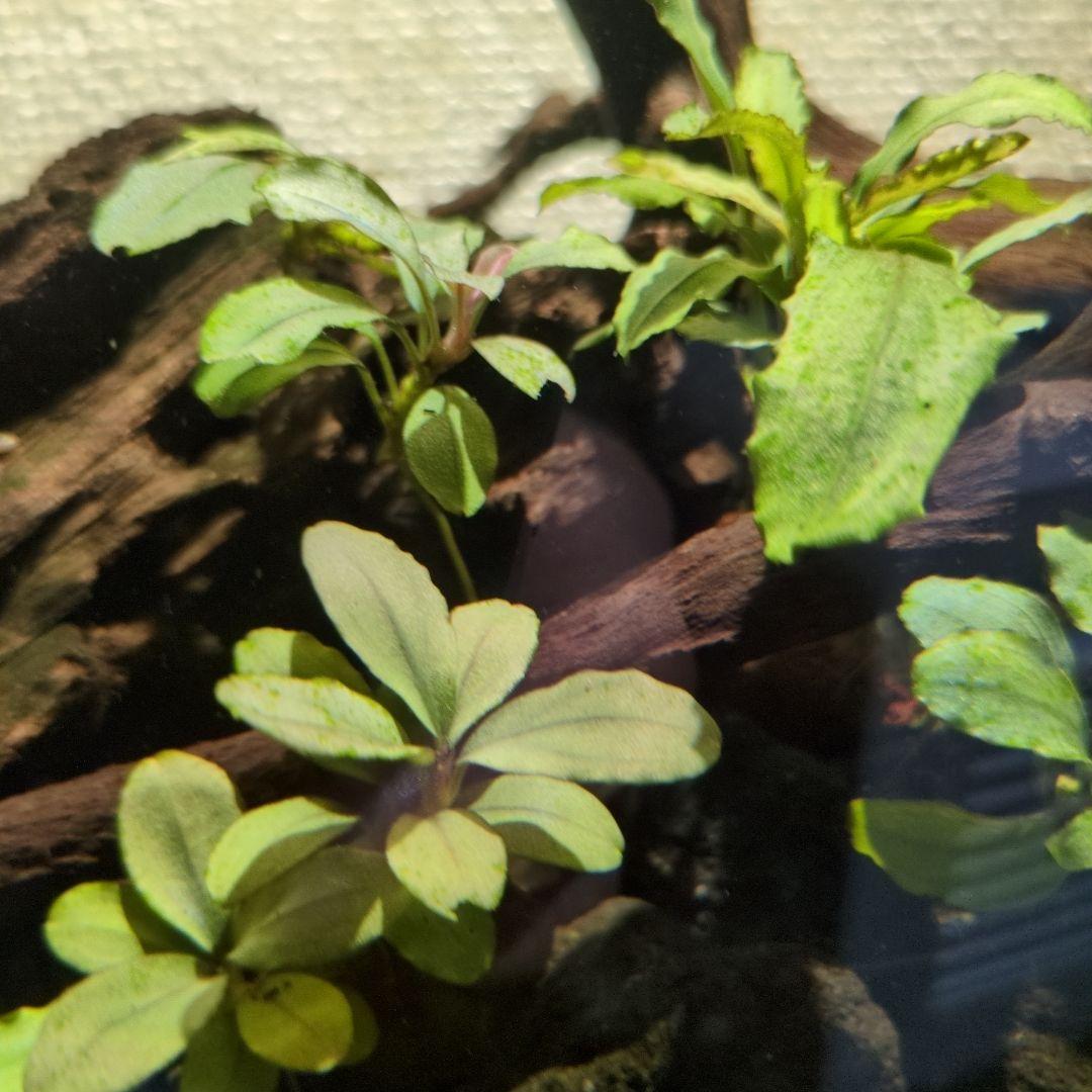 ブセファランドラ　写真のものすべて　水中葉　引退出品