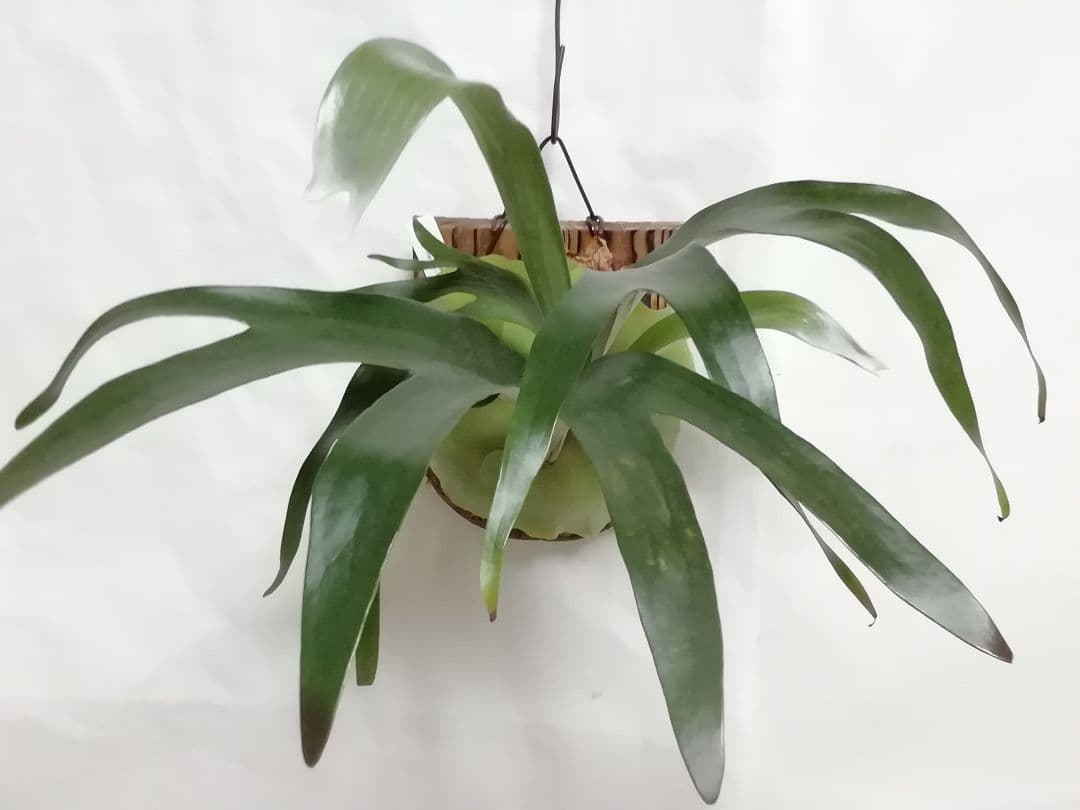 help help helpビカクシダ　希少なビフルカッム