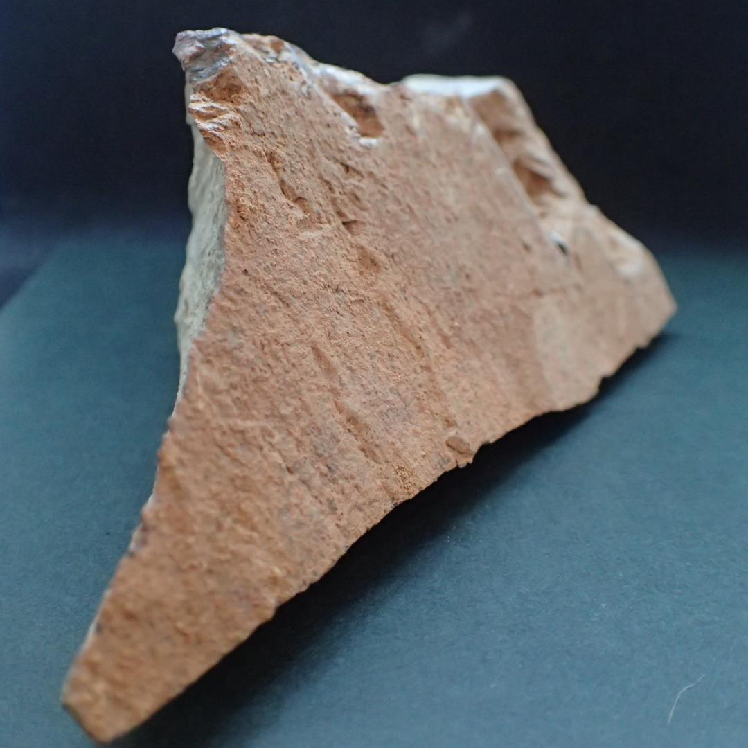 三葉虫の化石 閉鎖産地 オレネルス USA産 本物保証