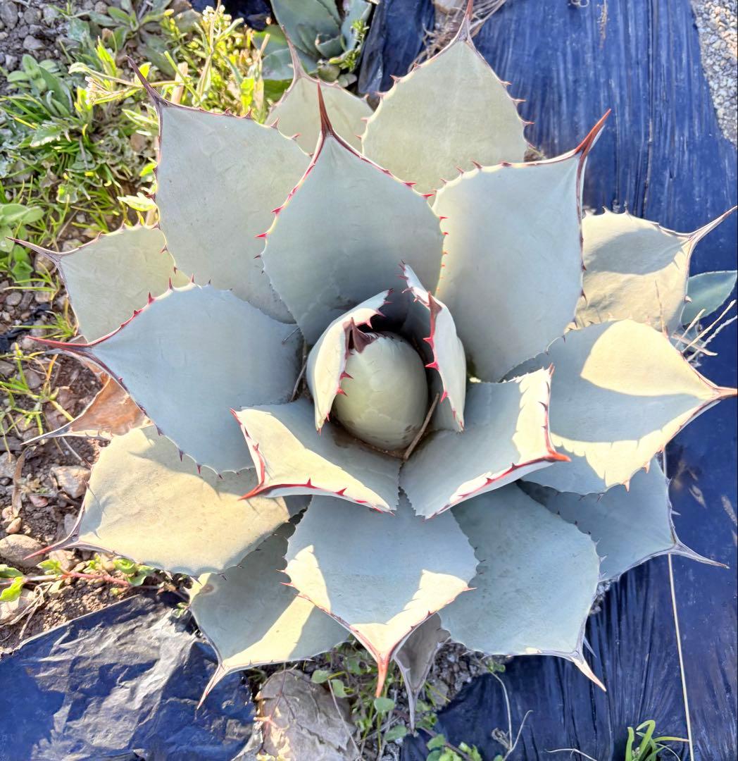 アガベ　吉祥天　1子株付き ②