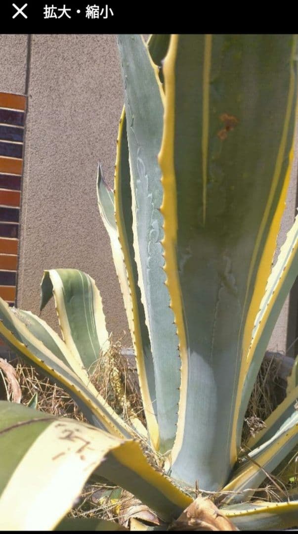アガベ ①