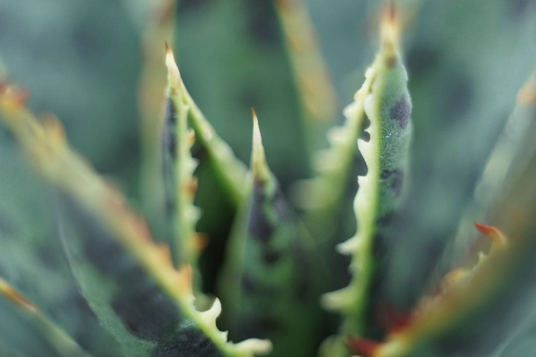 作例付き　ELICAR V-HQ MACRO 55mm F2.8 管mpr