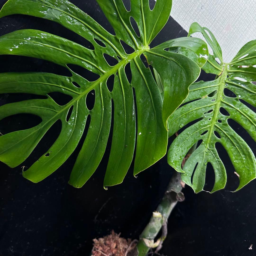 ゆ*う様 モンステラデリシオーサマクロコズム超希少系統鉢植え63㎝